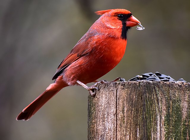 Picture of a northern cardinal, a bird with bright red feathers.