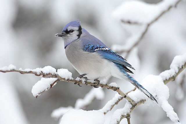 Picture of a blue jay, a bird with beatiful blue feathers