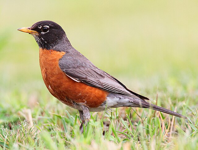 Picture of an American robin, a common backyard bird in the Northeast.
